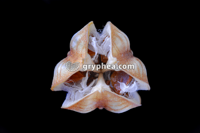 Tulipe - Fruit en CT (capsule) avec graines - gryphea.com